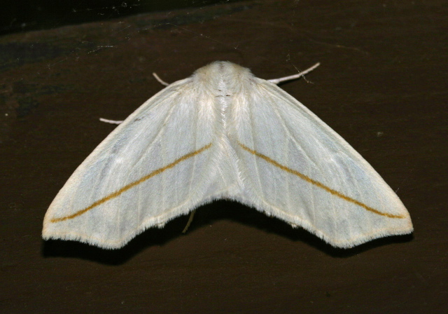 Tetracis cachexiata Geometridae
