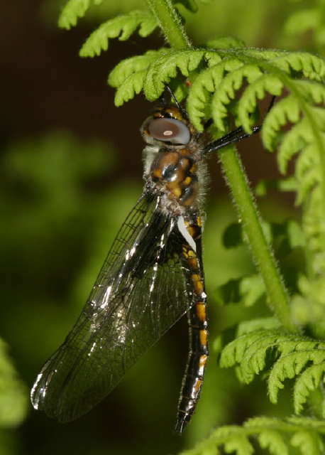 Helocordulia uhleri Corduliidae
