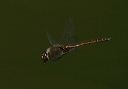 cbaskettail920