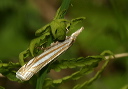 crambus_laqueatellus777