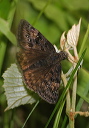 duskywing_img_0907