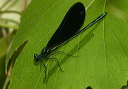 ebonyjewelwing881
