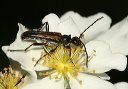 flower_longhorn135
