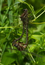 gomphus897