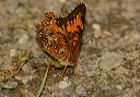 harrisscheckerspot797