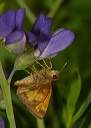 hobomokskipper914