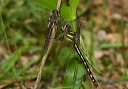 img_0857_cordulegaster