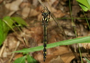 img_0867_cordulegaster