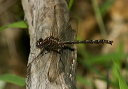 img_0886_gomphus