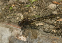 img_0892_gomphus