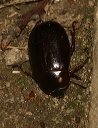 june_bug155