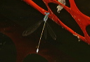 lestes_img_1949