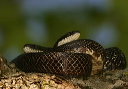 ratsnake108