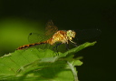 sympetrum_sp134