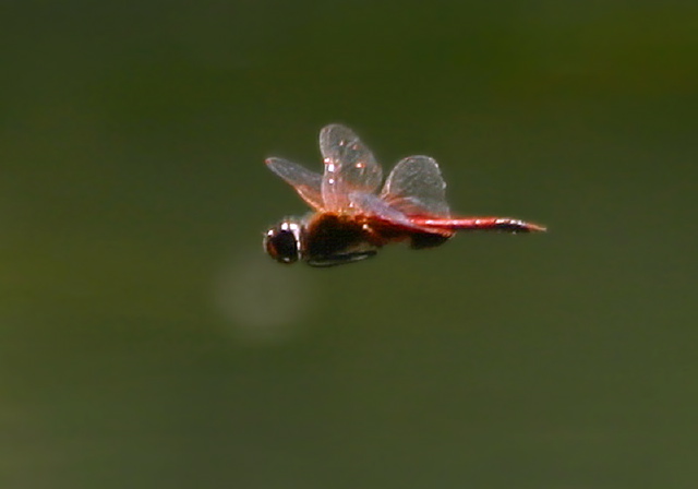 Tramea carolina Libellulidae