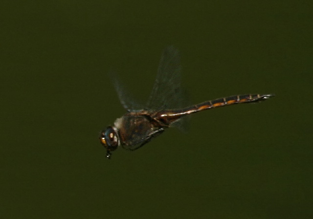 Epitheca cynosura Corduliidae