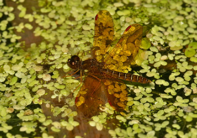 Perithemis tenera Libellulidae