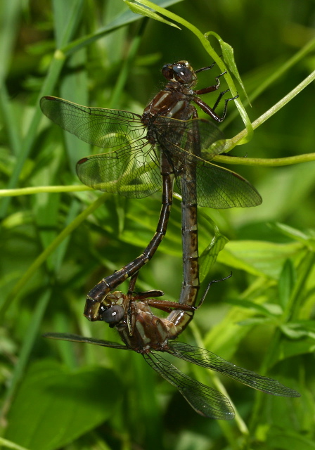 Gomphus lividus Gomphidae
