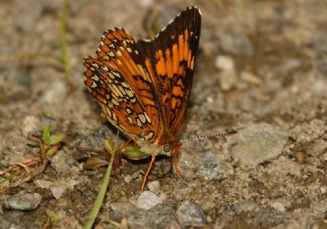 Chlosyne harrisii Nymphalidae