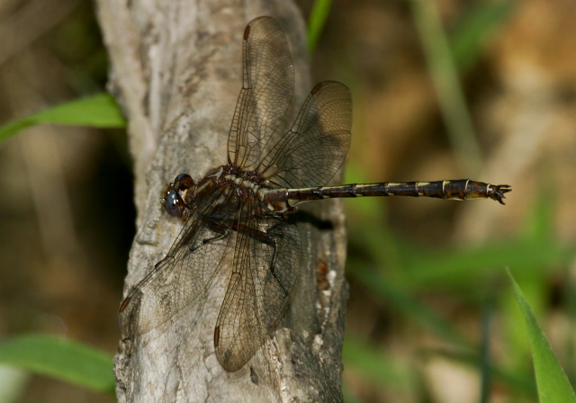 Gomphus lividus Gomphidae