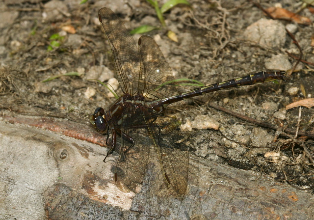 Gomphus lividus Gomphidae