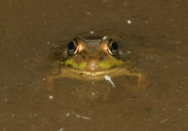 Rana clamitans Ranidae