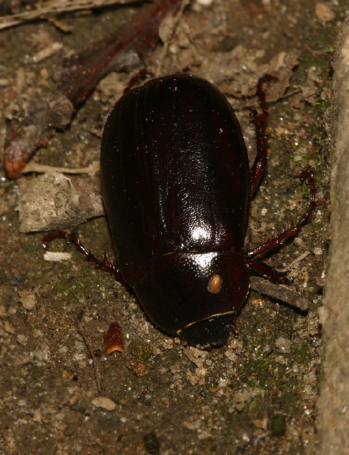 Phyllophaga sp. Scarabaeidae