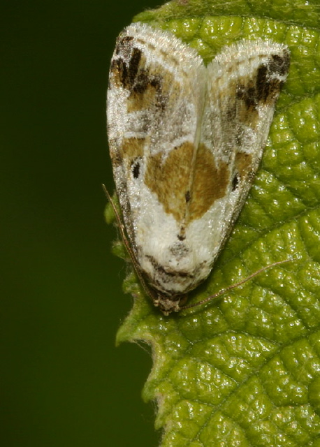 Maliattha synochitis Noctuidae
