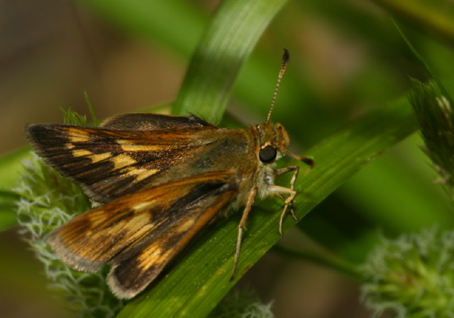 Polites mystic Hesperiidae
