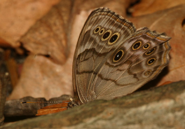 Lethe anthedon Nymphalidae