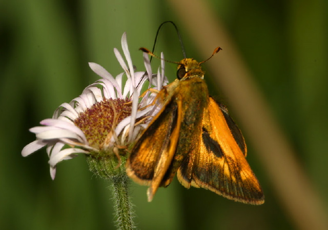 Polites mystic Hesperiidae