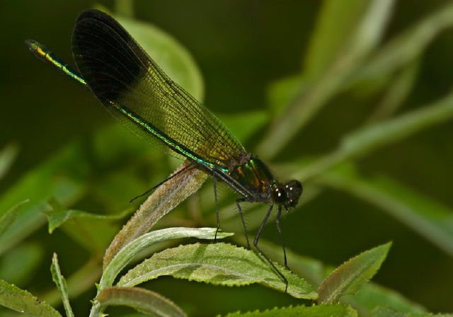 Calopteryx aequabilis Calopterygidae