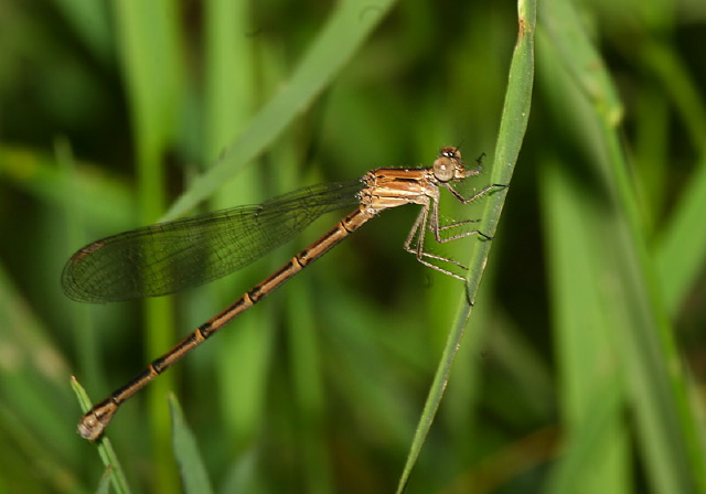 Argia fumipennis violacea Calopterygidae