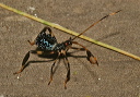 acanthocephala_img_2057