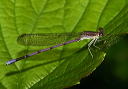 argia_img_2245