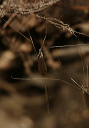 cranefly105