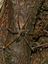 dolomedes_2104