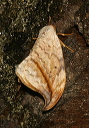 drepana_arcuata956