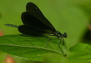 ebonyjewelwing112
