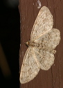 geometer_img_0953