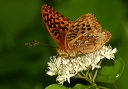 greatspangledfritillary070