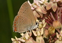 hairstreak_img_2283