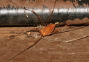 harvestman058