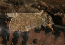 heterocampa_0983