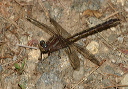 img_2078_gomphus