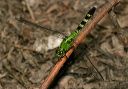 img_2151_erythemis