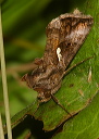 img_2256_autographa