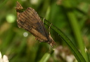 img_2257_hypena