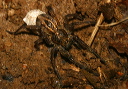 img_2287_wolf_spider