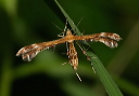 img_2298_plume_moth